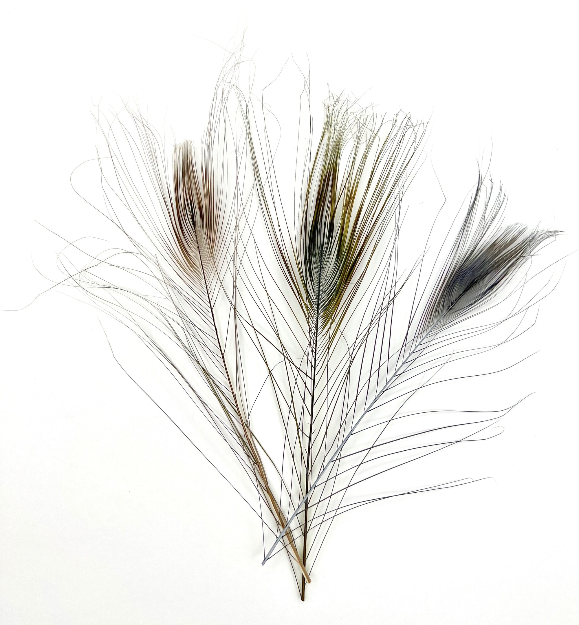 Stripped Peacock Feathers