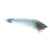 Puglisi Roosterfish Mullet