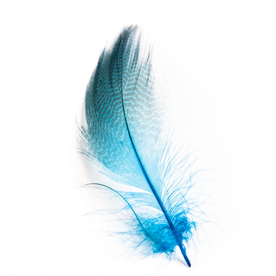 Gadwall Barred Flank Feathers