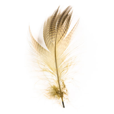 Gadwall Barred Flank Feathers