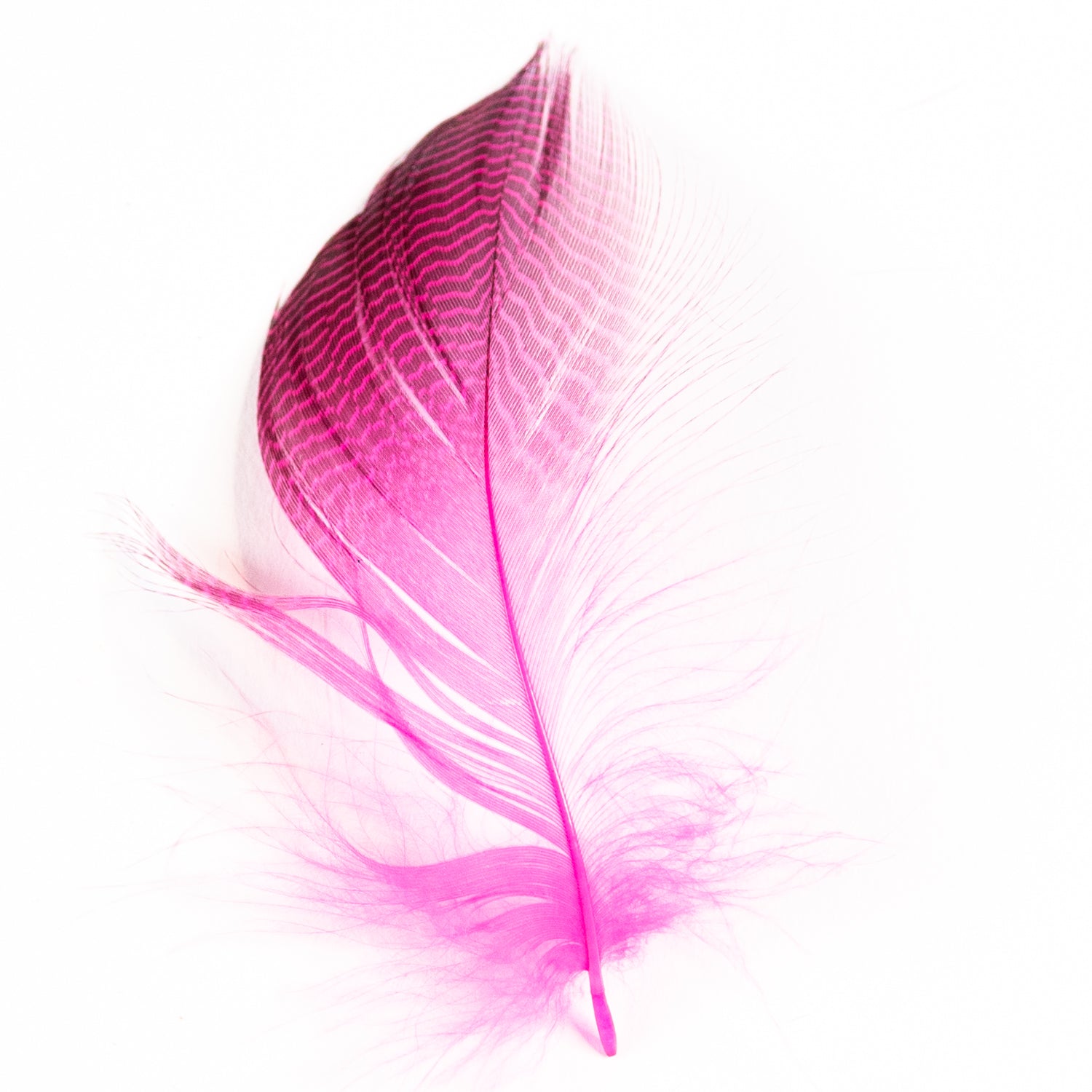 Wapsi Gadwall Barred Flank Feathers