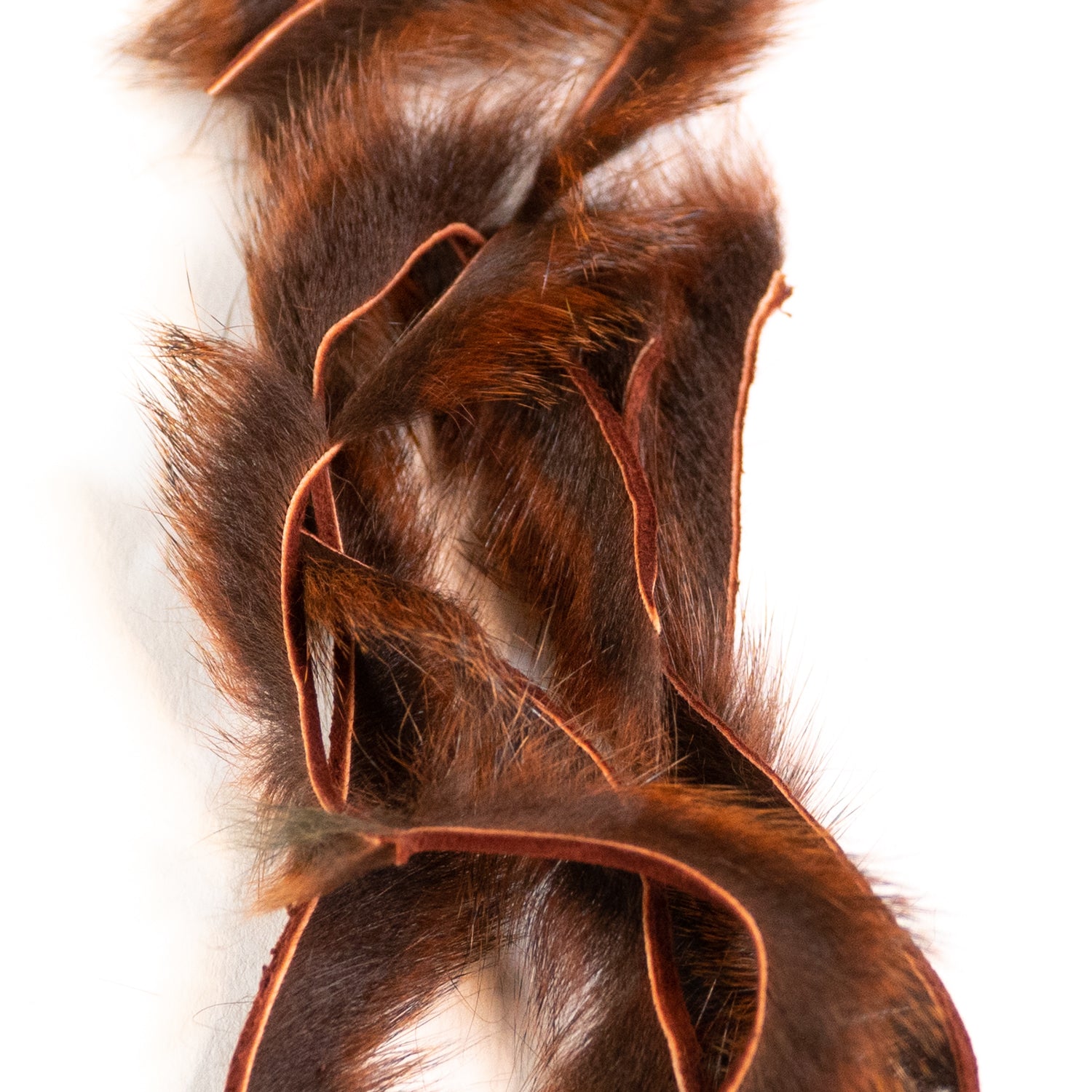 Pine Squirrel Zonkers