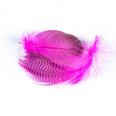 Teal Flank Pink