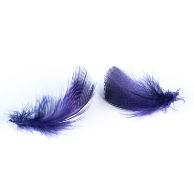 Teal Flank Purple