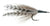 Cockroach