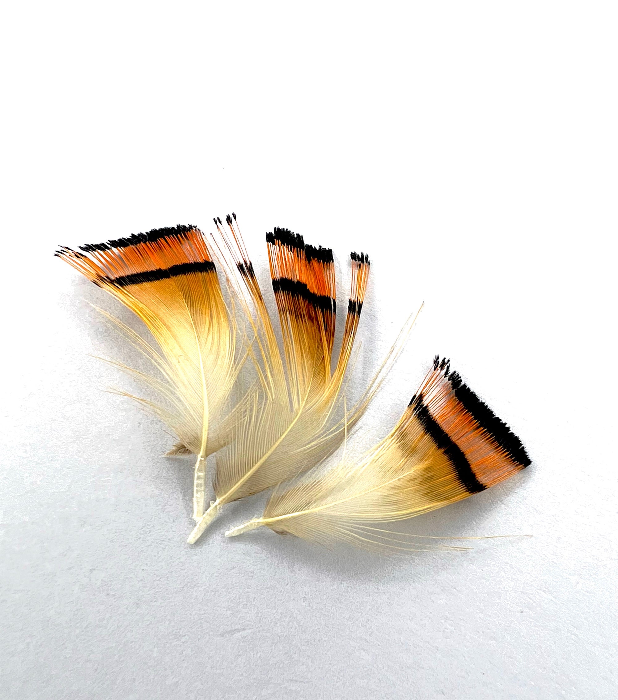 WellieSTR 10pcs Winging Materials Fly Tying Feathers for Trout Fishing Wet  Flies Hen Pheasant Tail&Guinea Plume Feather Assorted(2 Stlye)