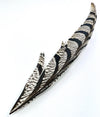 Lady Amherst Tail