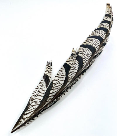 Lady Amherst Tail