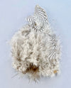 Silver Pheasant Feathers