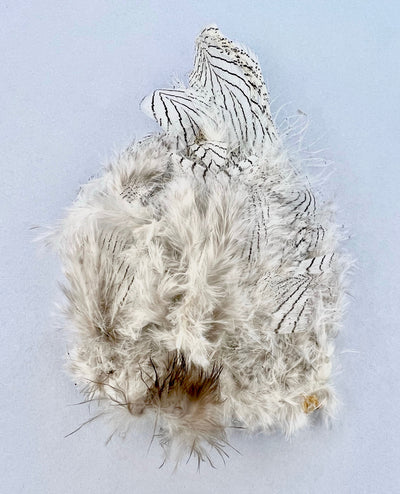 Silver Pheasant Feathers