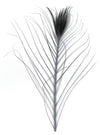 Stripped Peacock Feathers