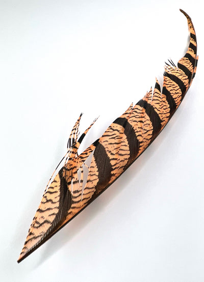 Lady Amherst Tail