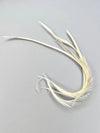 Stripped Goose Biot