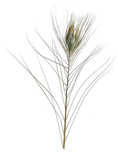 Stripped Peacock Feathers