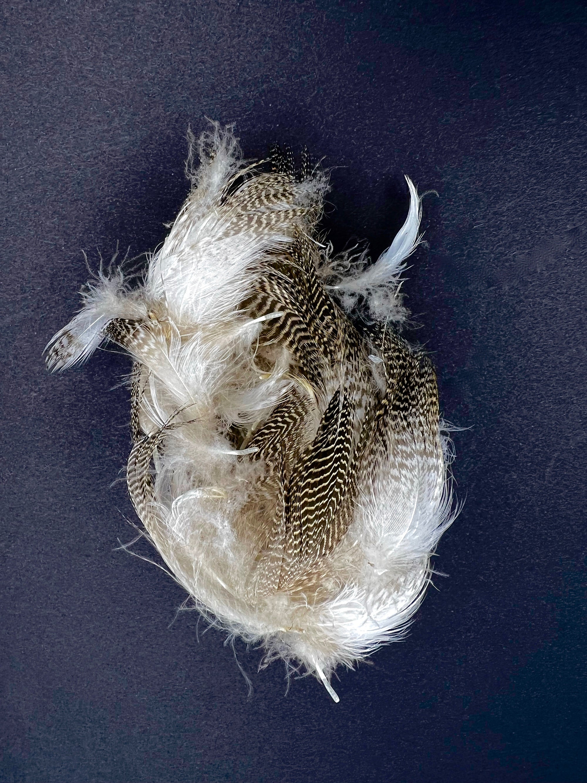 Hareline Gadwall Feathers