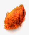 Silver Pheasant Feathers
