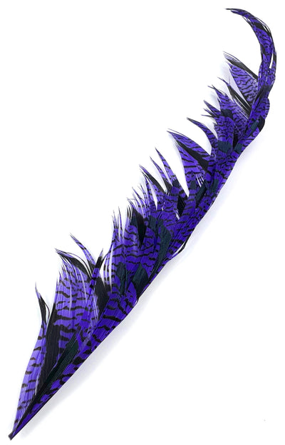 Lady Amherst Tail