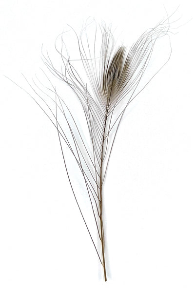 Stripped Peacock Feathers