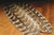 Ozark Mottled Turkey Quills